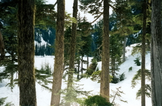 View of the snow covered lake in the distance, Deeks Lake Trail 1999-05.